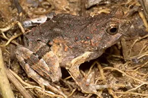 Dwarf Prints: Peter's Dwarf Frog