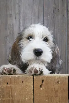 Shot Prints: Petit Basset Griffon Vendeen