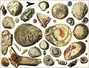 Prints of Illustration of petrified marine shells and other fossils, largely excavated in Germany History Prints: Petrified Marine Shells