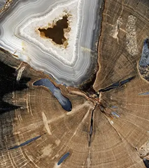 Insect Prints: Petrified Wood