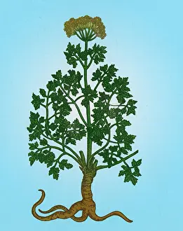Horticultural Prints: Petroselinum Crispum, Garden Parsley