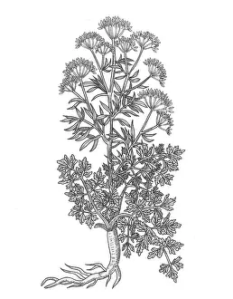 Horticultural Prints: Petroselinum Crispum, Garden Parsley