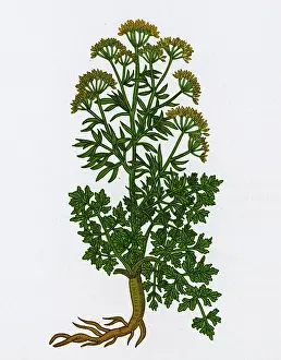 Garden Prints: Petroselinum Crispum, Garden Parsley