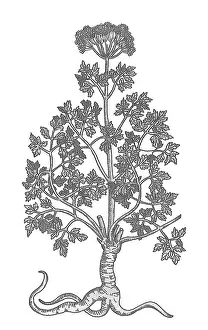 Garden Prints: Petroselinum Crispum, Garden Parsley