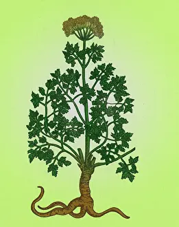 Garden Prints: Petroselinum Crispum, Garden Parsley
