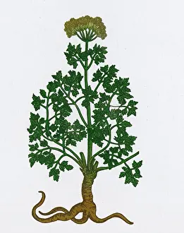 Garden Prints: Petroselinum Crispum, Garden Parsley