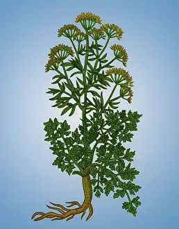 Plantae Prints: Petroselinum Crispum, Garden Parsley
