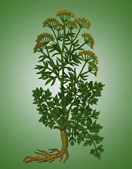Plantae Prints: Petroselinum Crispum, Garden Parsley