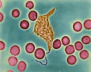 Single Celled Prints: Phagocytosis, WBC Ingesting Streptococcus