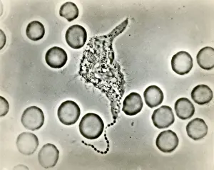 Microorganisms Prints: Phagocytosis, WBC Ingesting Streptococcus, light micrograph