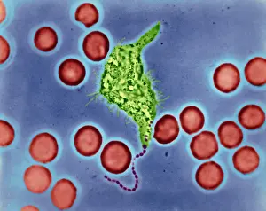 Microorganisms Prints: Phagocytosis, WBC Ingesting Streptococcus, light micrograph