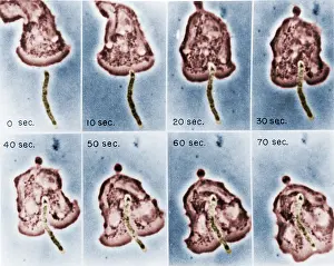 Single Celled Prints: Phagocytosis, WBC Ingests Bacillus megaterium, light micrograph