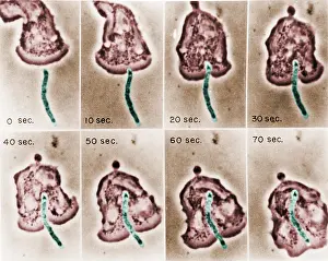 Pathogen Prints: Phagocytosis, WBC Ingests Bacillus megaterium, light micrograph