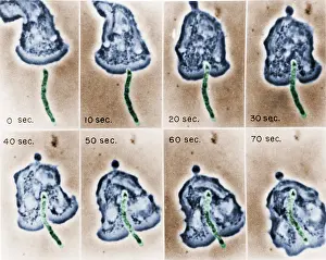 More Science & Medical Prints: Phagocytosis, WBC Ingests Bacillus megaterium, light micrograph