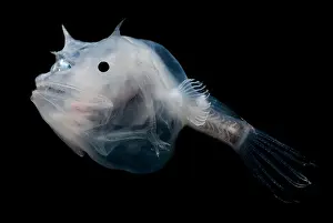 Creature Prints: Phantom Anglerfish
