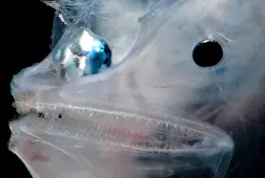 Creature Prints: Phantom Anglerfish