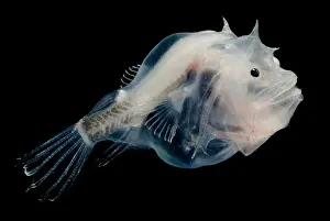 Creature Prints: Phantom Anglerfish
