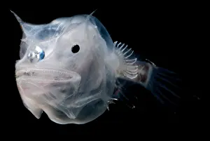 Predator Prints: Phantom Anglerfish