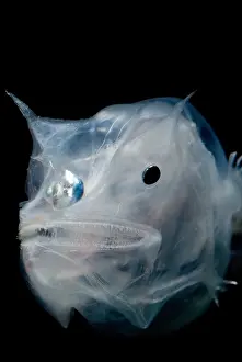 Predator Prints: Phantom Anglerfish