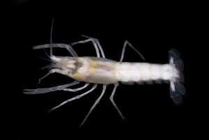Phantom Cave Crayfish