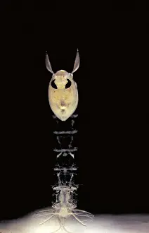 Ghost Prints: Phantom Midge Pupa