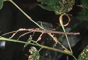 Walking Prints: Phasmid