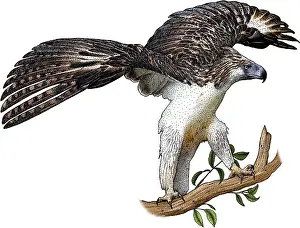 Eagle Prints: Philippine Eagle, Illustration