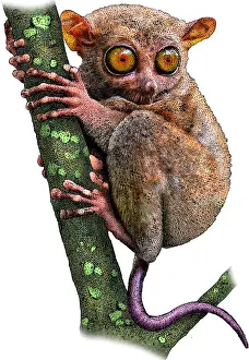 2016 Prints: Philippine Tarsier