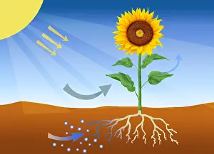 Root Prints: Photosynthesis