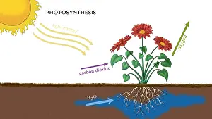 Root Prints: Photosynthesis, Illustration
