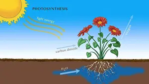 Root Prints: Photosynthesis, Illustration