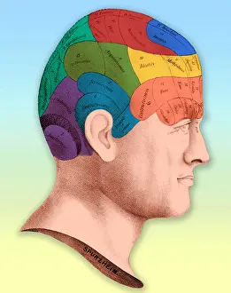Chart Prints: Phrenology