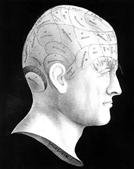 Chart Prints: Phrenology