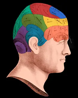 More Science & Medical Prints: Phrenology