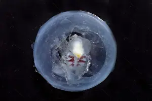 Bugs Prints: Phronima