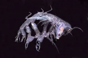 Bugs Prints: Phronima