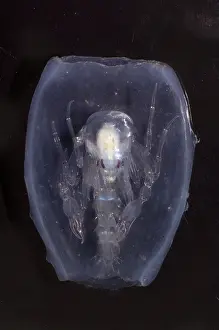 Bugs Prints: Phronima