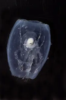 Bugs Prints: Phronima