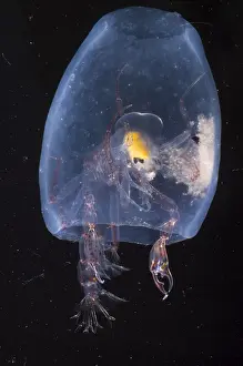 Predator Prints: Phronima
