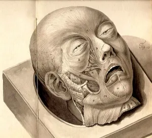 Folk Prints: Physiognomical Illustration of Human Head