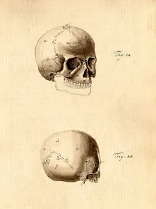 Folk Prints: Physiognomical Illustration of Human Skull