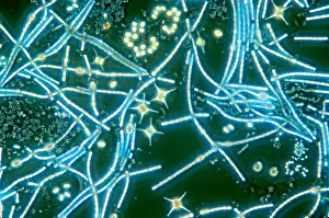Algae Prints: Phytoplankton