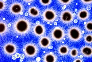 Algae Prints: Phytoplankton, Gloeotrichia, and Volvox