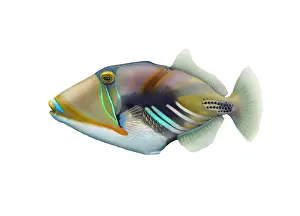 Best Sellers Part IV Prints: Picasso Triggerfish (Rhinecanthus aculeatus)