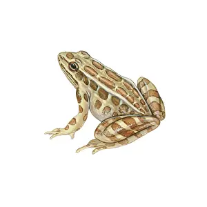 Palustris Prints: Pickerel Frog