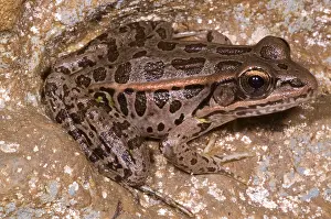 Troglobite Prints: Pickerel Frog