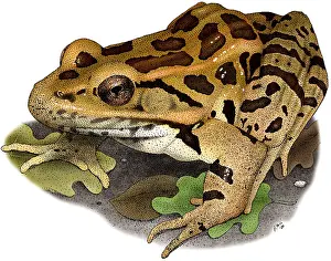 Palustris Prints: Pickerel Frog