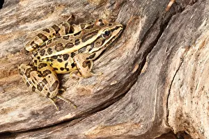 Frog Prints: Pickerel Frog (Lithobates palustris)