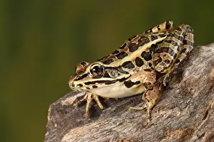 Many Science & Medical Prints: Pickerel Frog (Lithobates palustris)