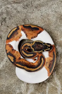 Rock Prints: Piebald Ball Python on Rock